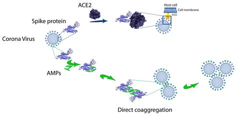 Ijms Free Full Text Antimicrobial And Amyloidogenic Activity Of