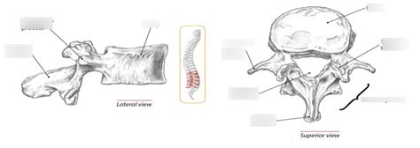 Spine Lumbar Labelling Diagram Quizlet