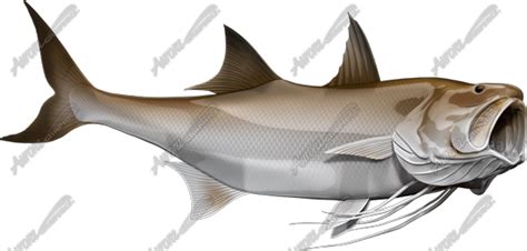 king threadfin  bundle  exquisitely detailed fish images aurora