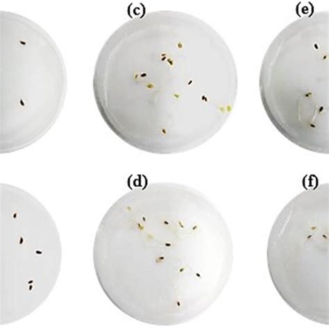 Inhibition of lettuce seed germination in aqueous SDS 0.25% (a) and ...