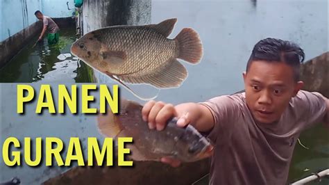 Panen Gurami Di Kolam Rumah Guyss Youtube