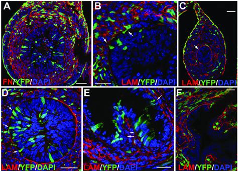 Presence Of Wt1 Cre Yfp Cells In The Endoderm A Fibronectin Download Scientific Diagram