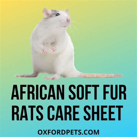 African Soft Fur Rats Care Sheet Facts 101 Oxford Pets