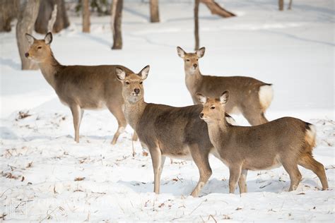 Abe's Animals: Herbivorous mammals of Japan