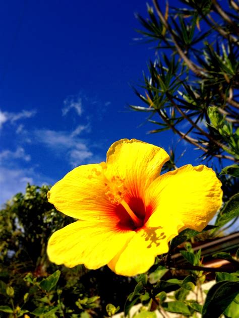 Hawaii's state flower, the yellow hibiscus. | Hawaii adventures, Maui ...