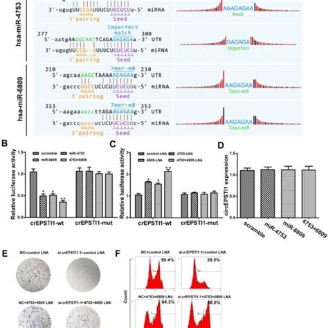 Circepsti Serves As A Mirnas Sponge For Mir And Mir A