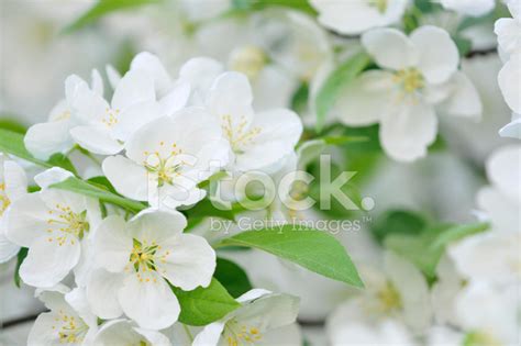 White Crab Apple Flowers Stock Photo | Royalty-Free | FreeImages