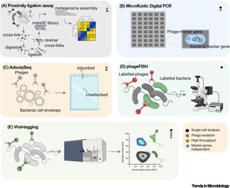 New Technologies For Developing Phage Based Tools To Manipulate The Human Microbiome Trends In