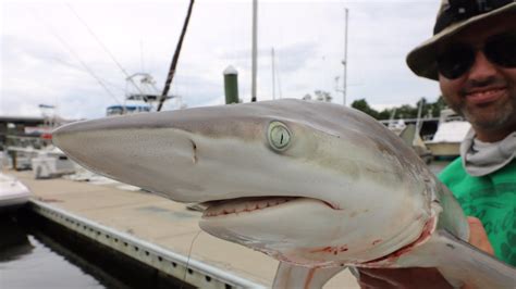 Graphic Catch And Cook Blacktip Shark Blackened Smoked And Grilled Youtube