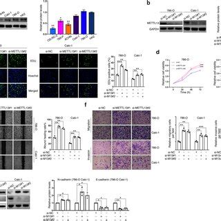 Overexpression Of METTL13 Inhibits Proliferation Viability Migration