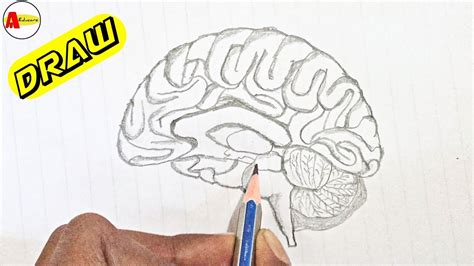 How To Draw Human Brain Diagram Step By Step Human Brain Diagram