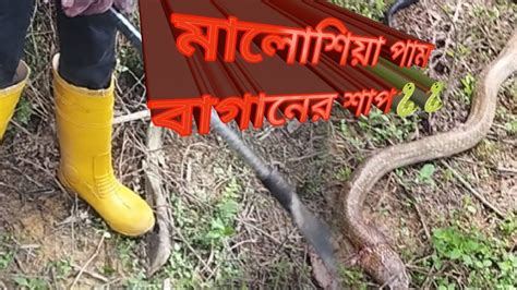 মালোশিয়া পাম বাগানে কাজের সময় একটা কিং কোবরা শাপ মারলাম আর পাম বাগানে