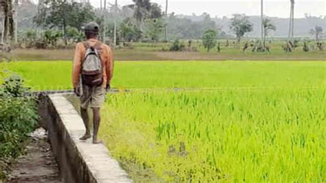 Hektar Sawah Terancam Puso Ribu Orang Kelaparan Di Lumbung