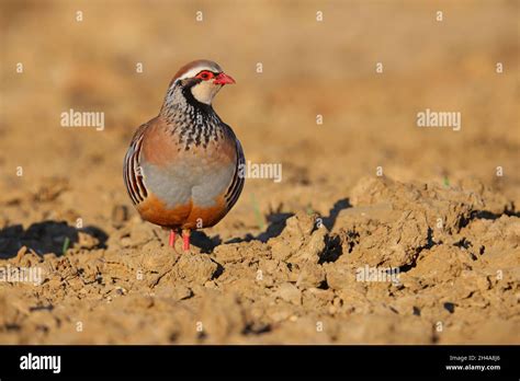 An Adult Red Legged Partridge Or French Partridge Alectoris Rufa In A