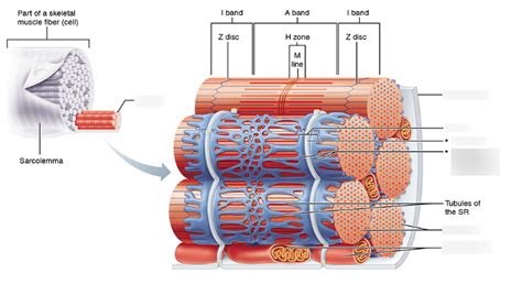 Sarcoplasmic reticulum and muscle Diagram | Quizlet