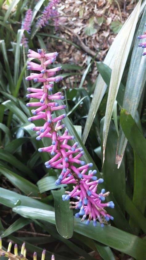 Matchstick Bromeliad From Mount Keira Nsw Australia On August