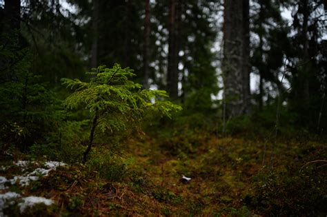 Tapeta na pulpit Finlandia rozmazane tło przyroda las Drzewa