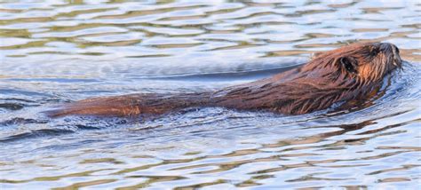 Beaver