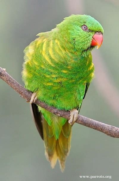 Parrot Encyclopedia Scaly Breasted Lorikeet World Parrot Trust