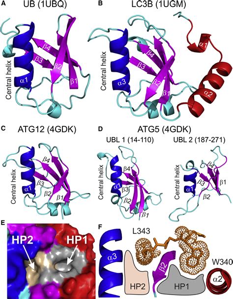 Interactions Between Autophagy Receptors And Ubiquitin Like Proteins