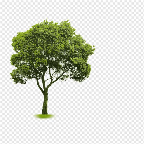 Choosing Small Trees Shading D Computer Graphics Branch Grass Png