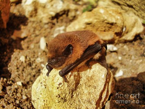 Pipistrelle Bat Photograph by Stephen Farhall - Fine Art America