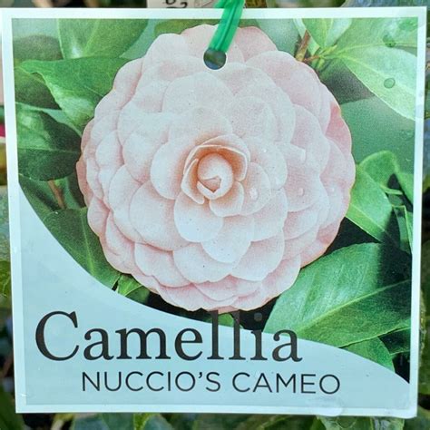 Camellia Nuccio S Cameo L Springvale Garden Centre