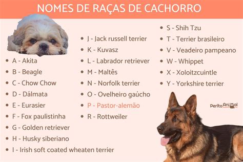 300 Nomes De Raças De Cachorro Lista Completa De A A Z