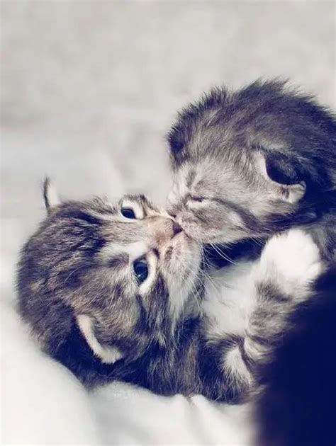 The 25 Cutest Animal Kisses | Cute animals kissing, Kittens cutest ...