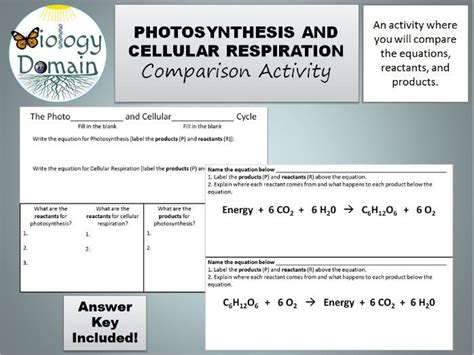 Photosynthesis And Cellular Respiration Bundle Teaching Resources