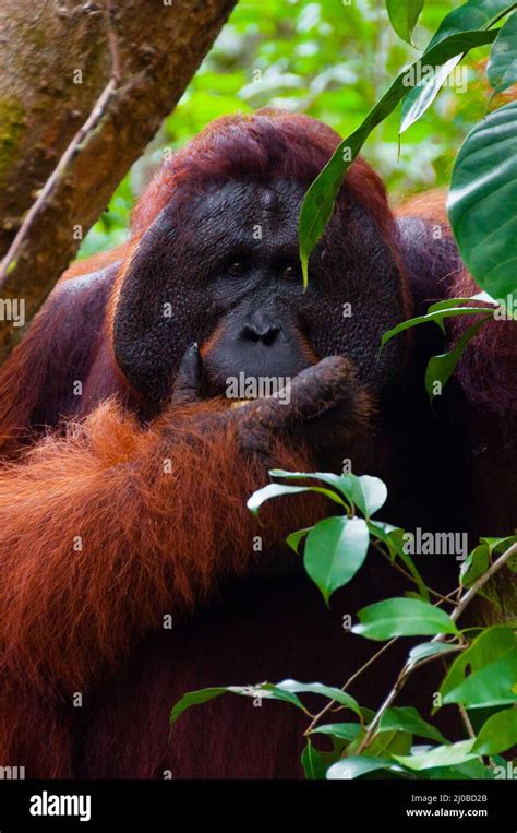 Alpha Male Orang Utan Eating Portrait Front Stock Photo Alamy