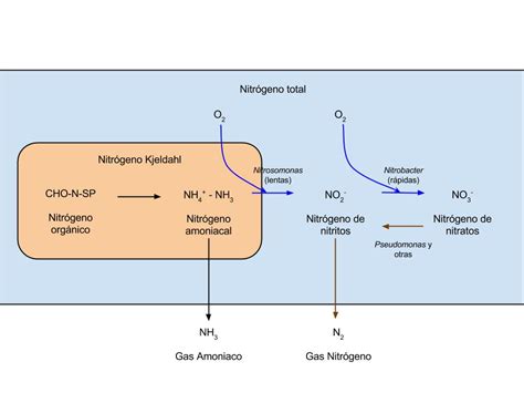 Las formas múltiples del Nitrógeno amónio nitrito nitrato