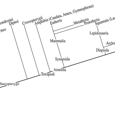 A cladogram of extant vertebrates, modified from Carroll (1988 ...