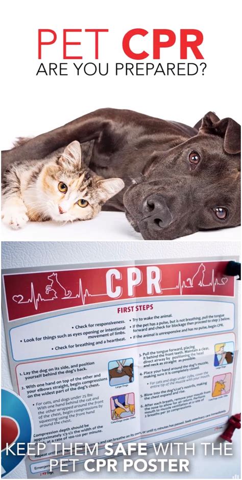 Pet CPR | Cpr poster, Animal rescue, Pets