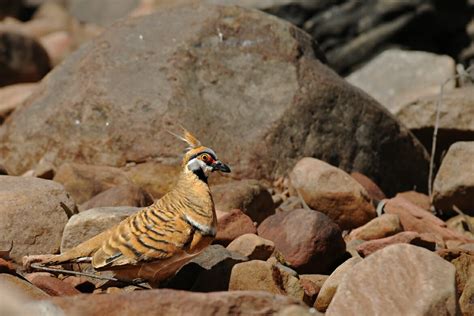 Uluru animals - Weird and wonderful creatures you can spot at Uluru