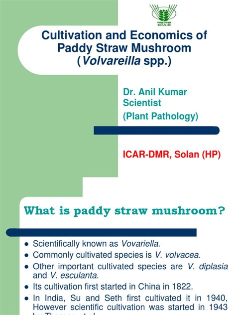 Paddy Straw Mushroom | PDF | Rice | Mushroom