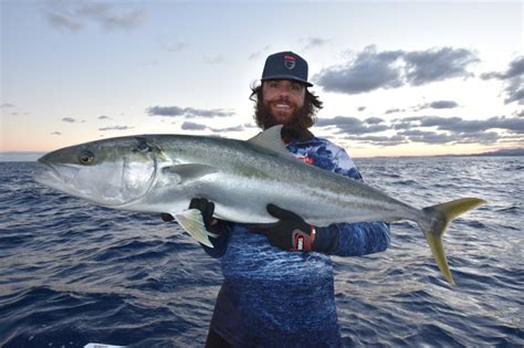 How To Catch Kingfish Beginners Guide Daiwa Australia