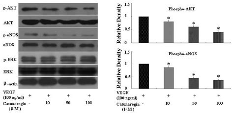 Catunaregin Decreases Phosphorylation Of Akt And Enos Expression In Download Scientific Diagram