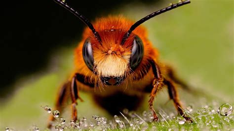 Fondos de pantalla Animales naturaleza fotografía insecto fauna