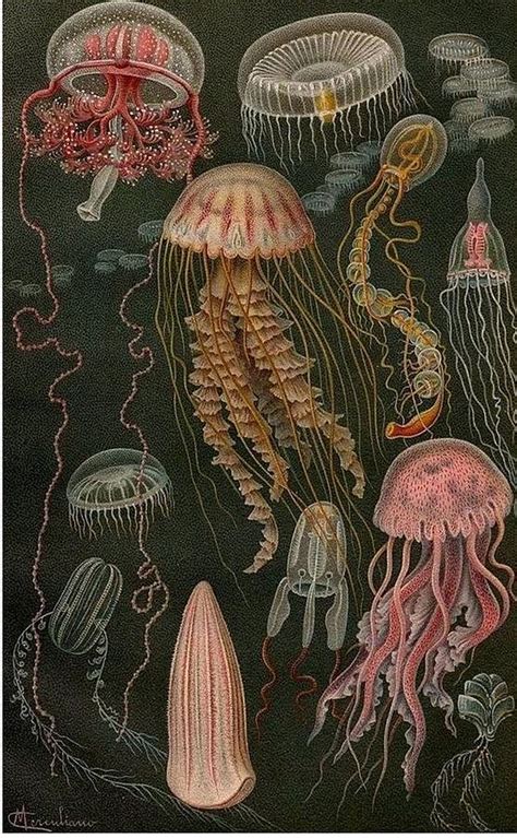 Dark Jellyfish Poster Poster Digital Art By Kailani Smith Pixels