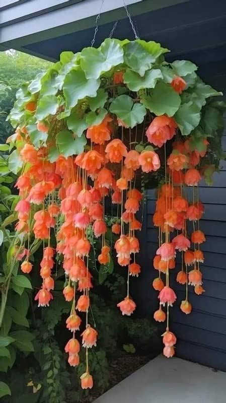 Ritz Farming Weeping Begonia Flowers Bulbs Begonia Pinkish Orange