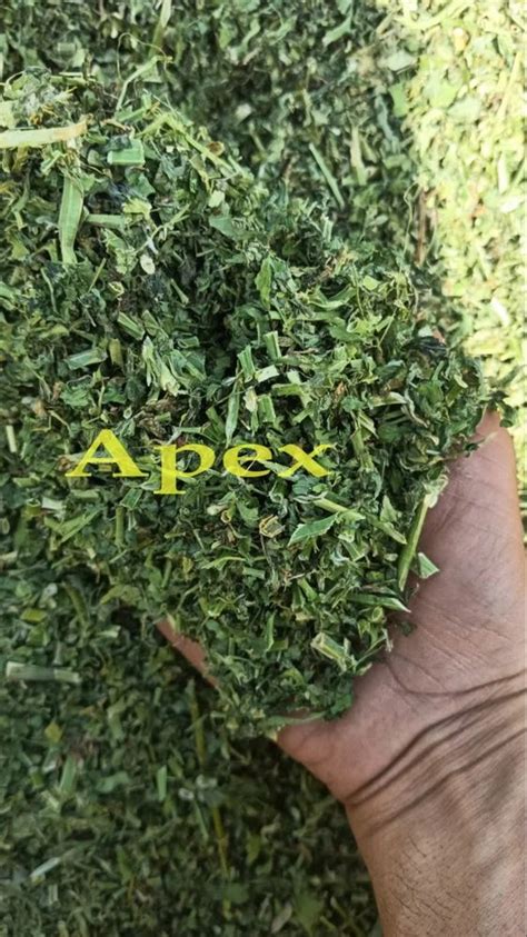 Dry Alfalfa Leaves Kg At Rs Kg In Jaipur Id