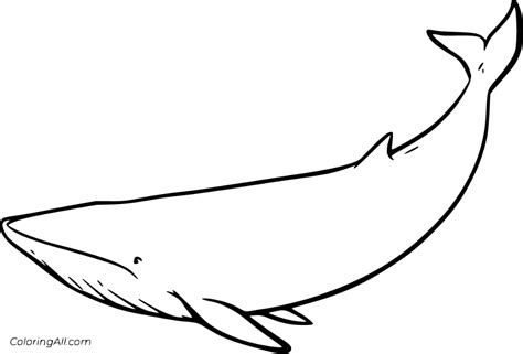 Fin Whale Pages Coloring Pages