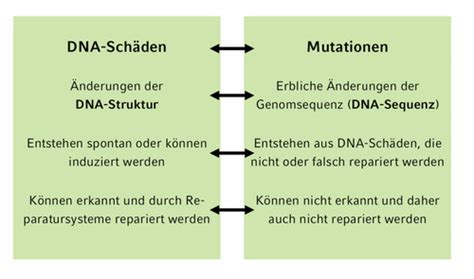 Dna Sch Den Und Reparatur Flashcards Quizlet