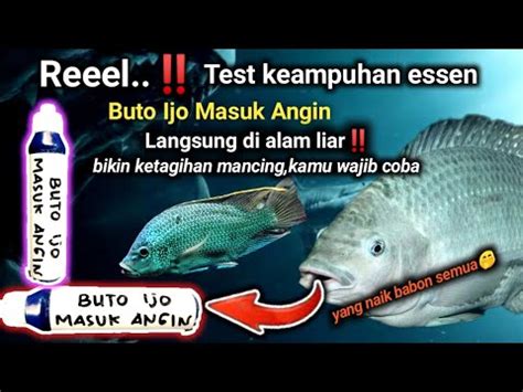 Langsung Test Essen Jitu Nila Buatan Sendiri Bikin Ketagihan Mancing