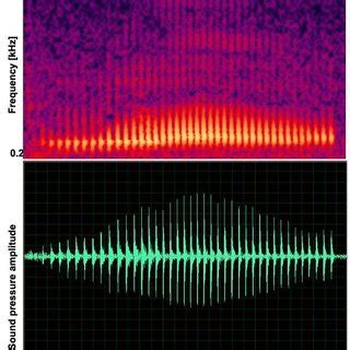 Detailed Spectrogram And Time Display Of One Standard Grunt Series