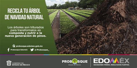 Secretar A De Salud Del Estado De M Xico On Twitter Reciclatu Rbol