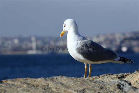 Istanbul Turkey Istanbul Landscape And Seagull In Kadikoy