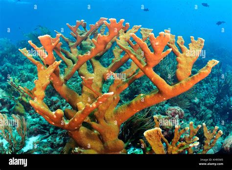 Elkhorn Coral Acropora Palmata Bonaire Caribbean Stock Photo Alamy