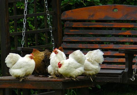 DIY Chicken Swing - Bring Fun To All Your Feathered Pets - All Pet Care